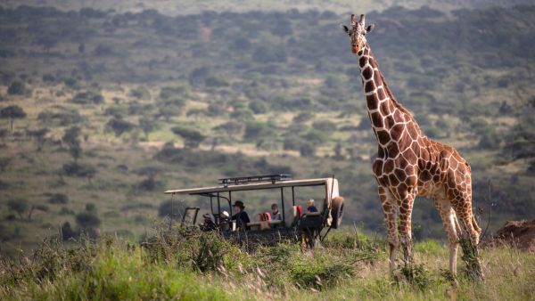 elewana-loisaba-lodo-springs-activities-wildlife-gamedrive-girraffe78425DAE-C929-077F-40F9-7AD50BB9A98B.jpg