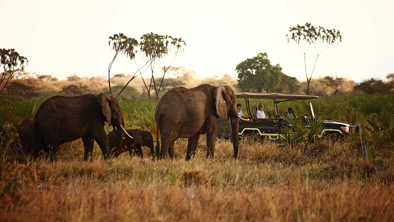 Elsas Kopje activities game drive elephant