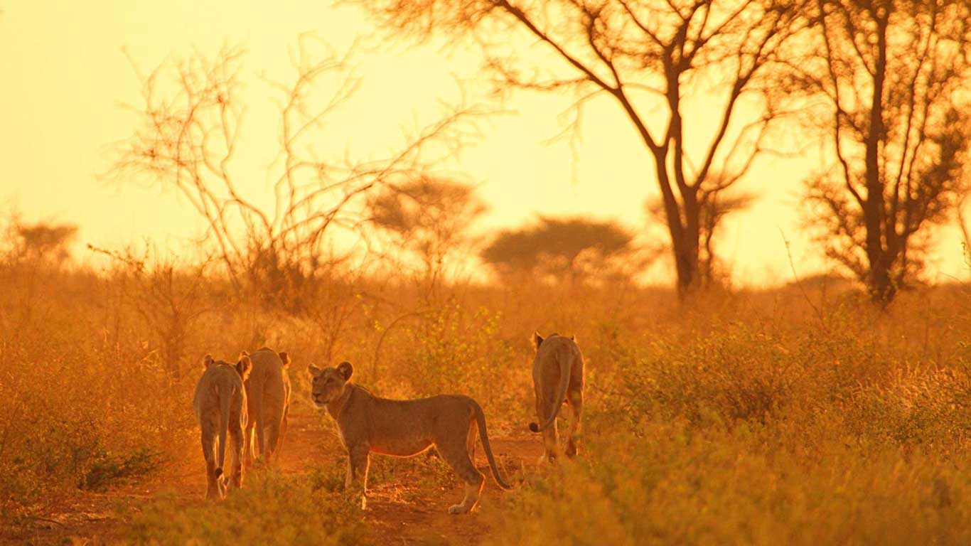 Elsas Kopje wildlife lion