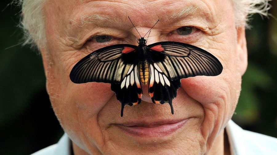 Sir David Attenborough And Africa