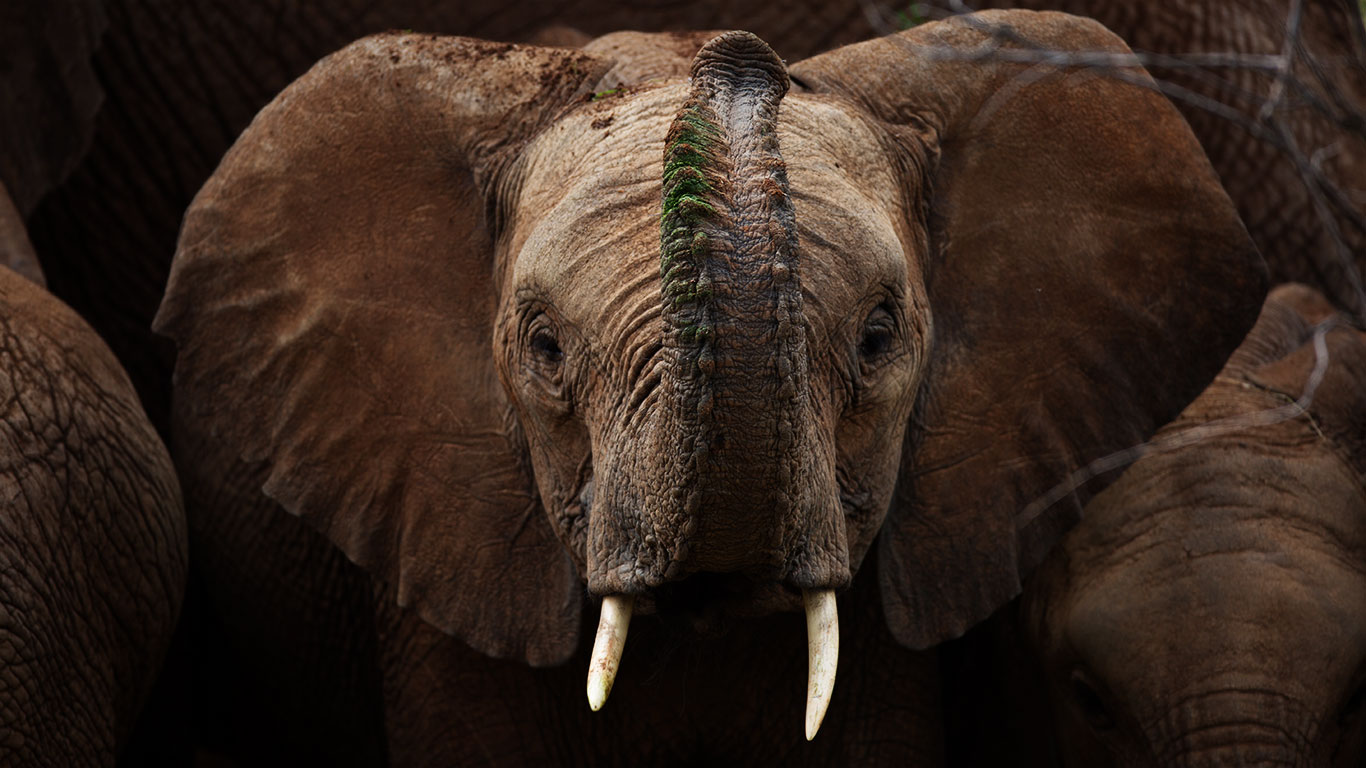 Elephant Pepper Camp wildlife viewing from the camp