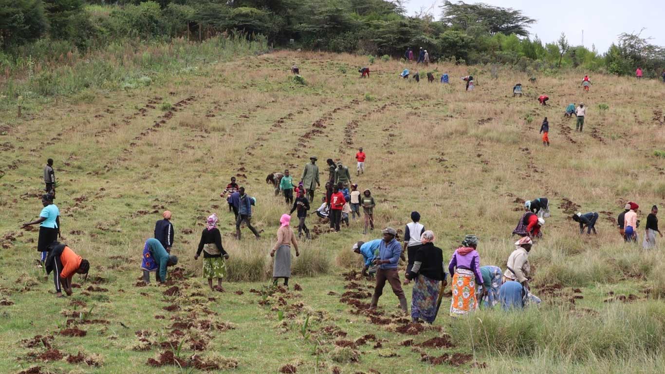 Lewa Wildlife Conservancy tree planting