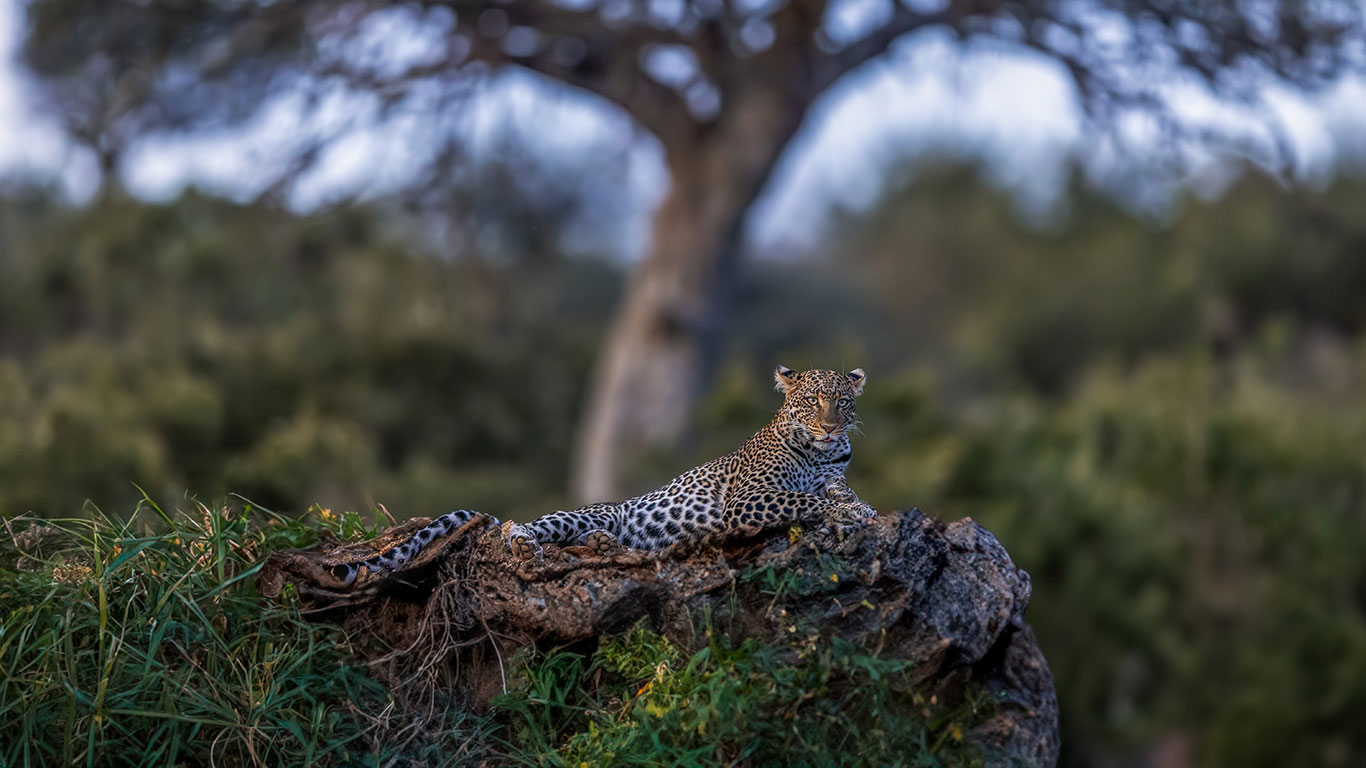 LeopardRestingonRocks