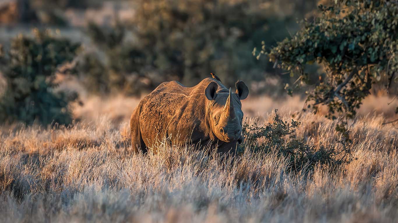 BlackRhinoEarlyMorning