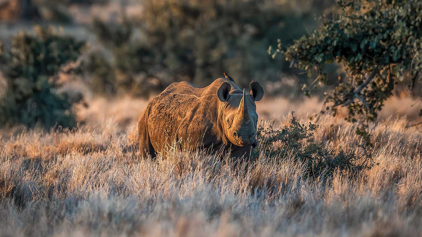 Black Rhino
