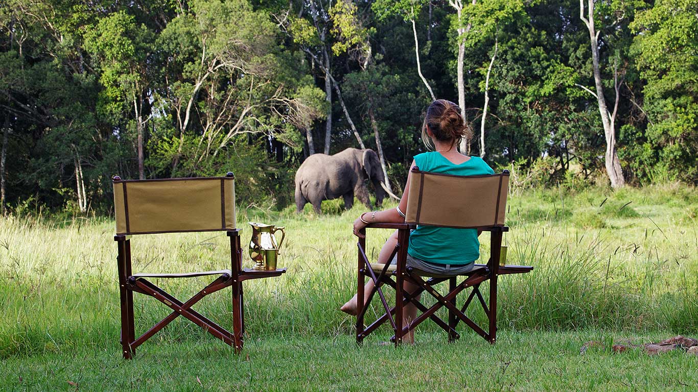 Elephant Pepper Camp wildlife elephant by the mess tent