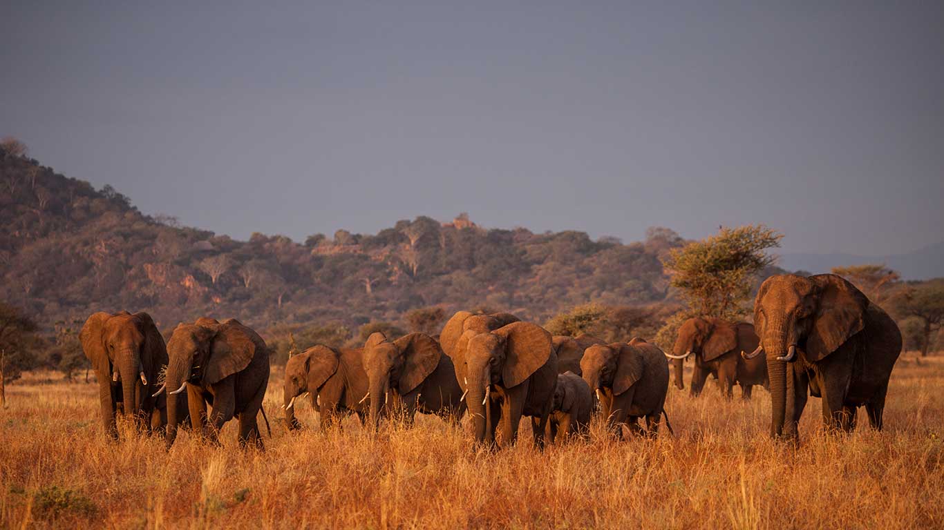 Elsas Kopje elephant