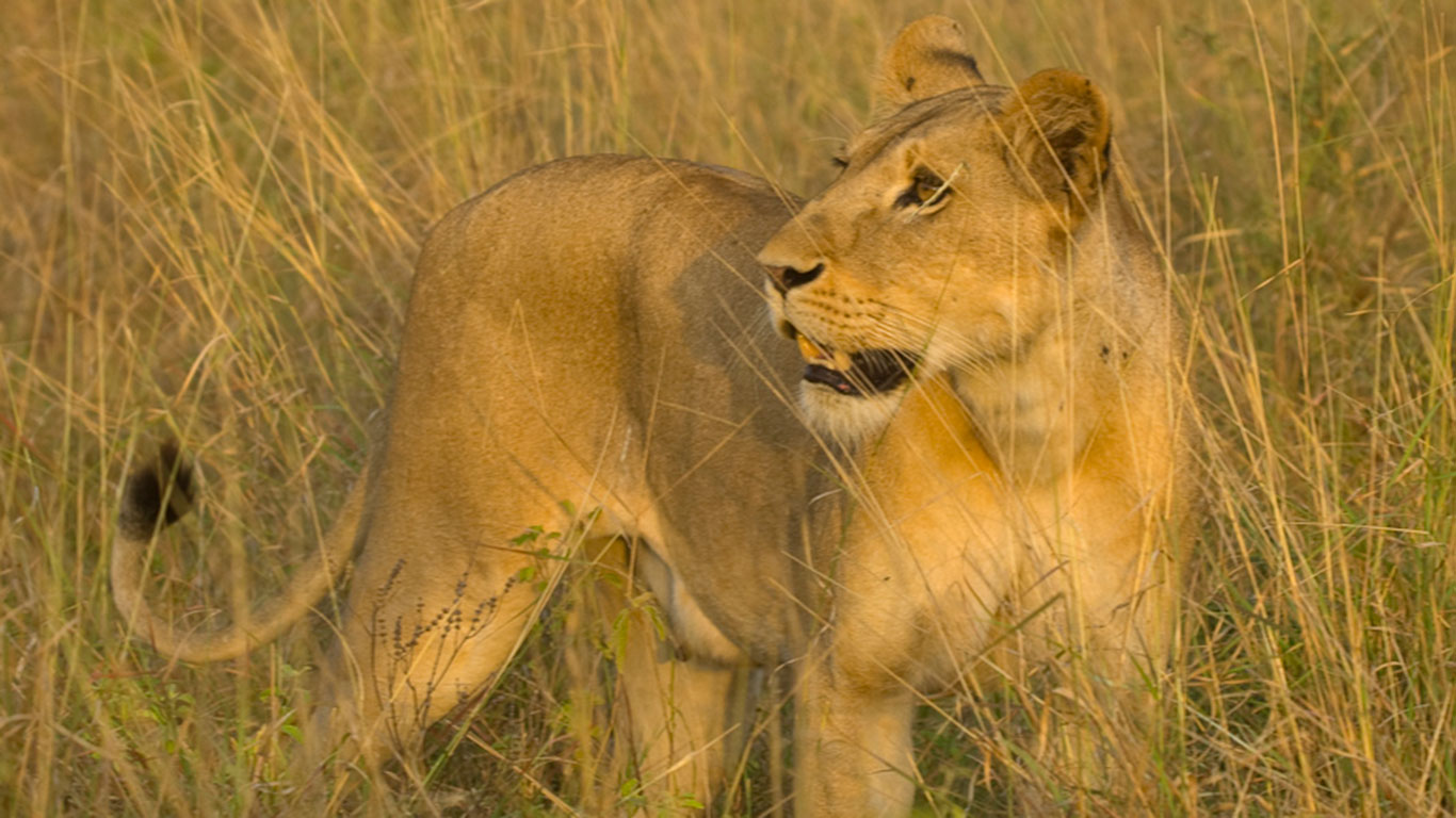 Elsas Kopje lioness