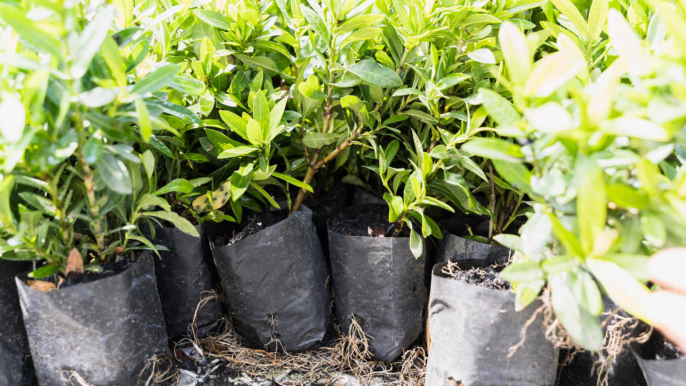 KHL treeseedlings
