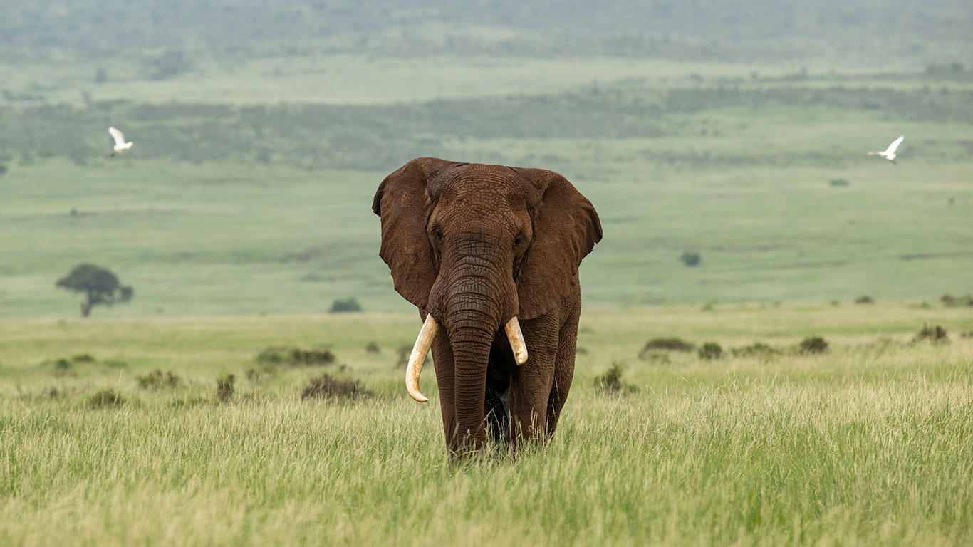 Lewa Elephant