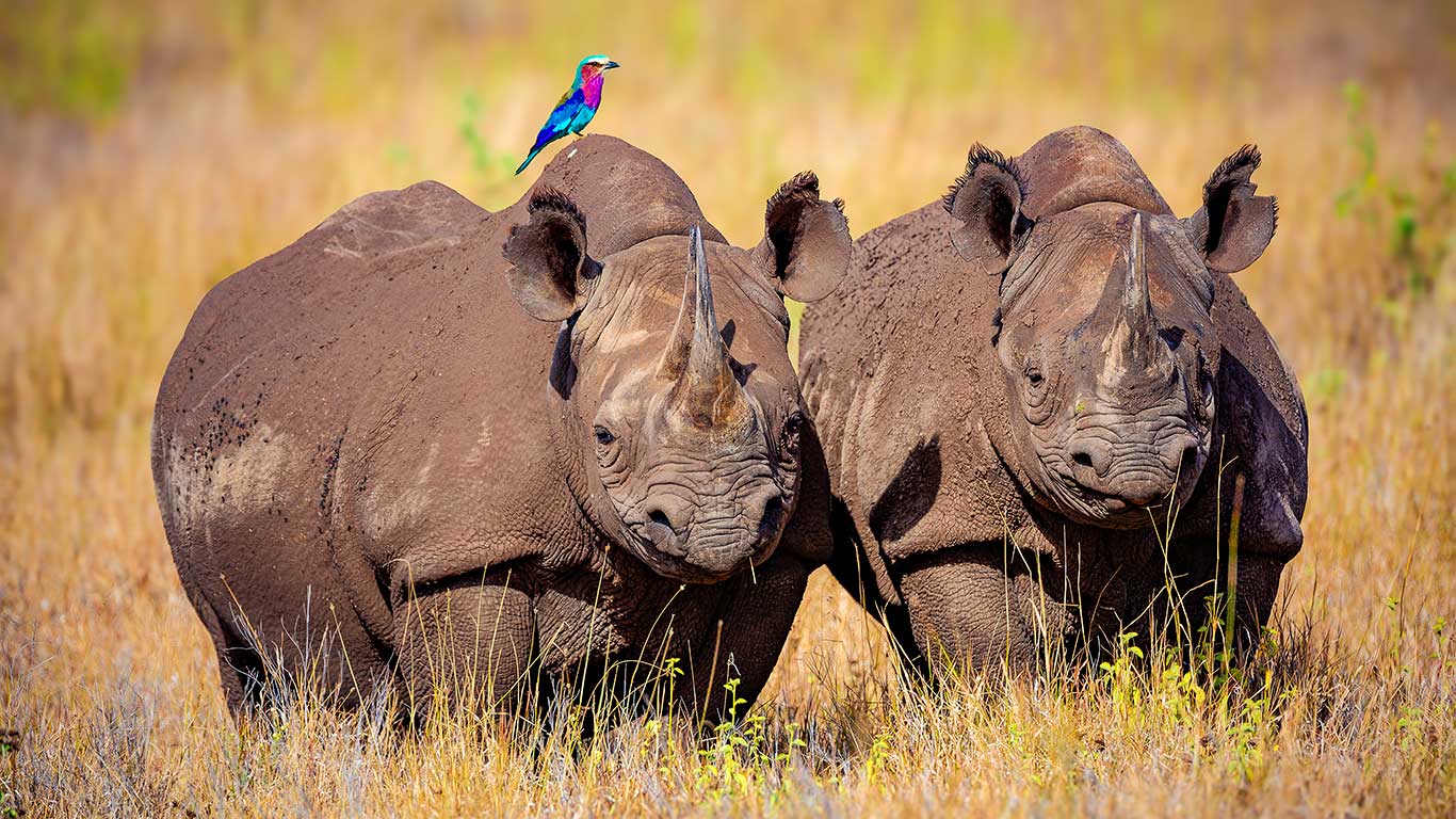 Lewa Safari Camp white rhino lilac breasted roller