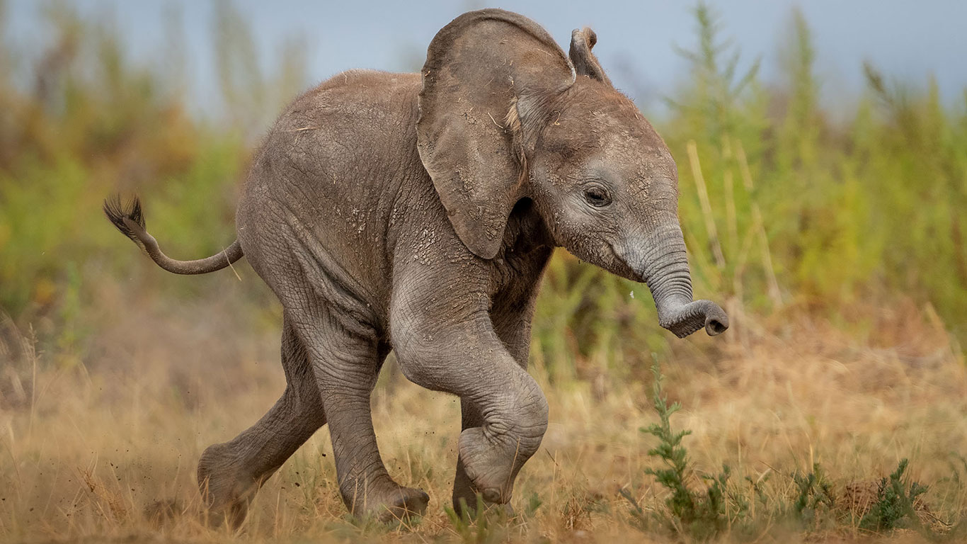Mad dash Elephant calf Amboseli