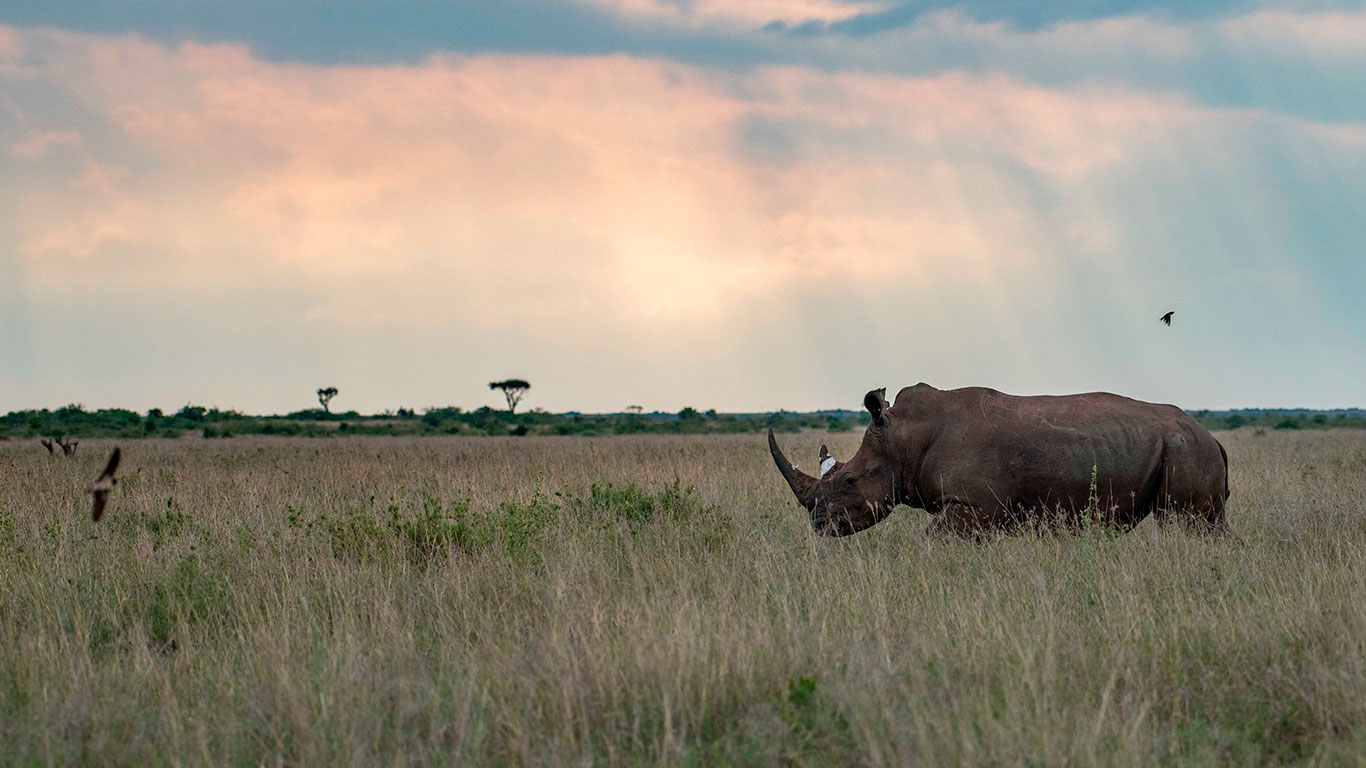 White Rhino Relocation