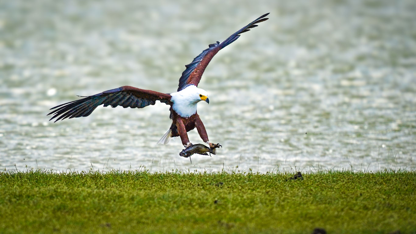 Tortilis Camp African Fish Eagle