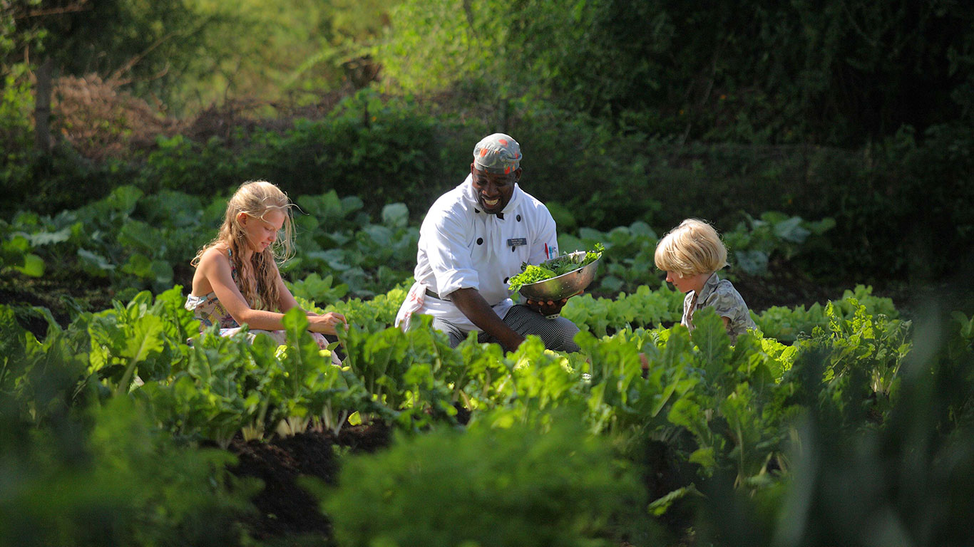 Tortilis Camp chef Hamza picking greens from the vegetable garden
