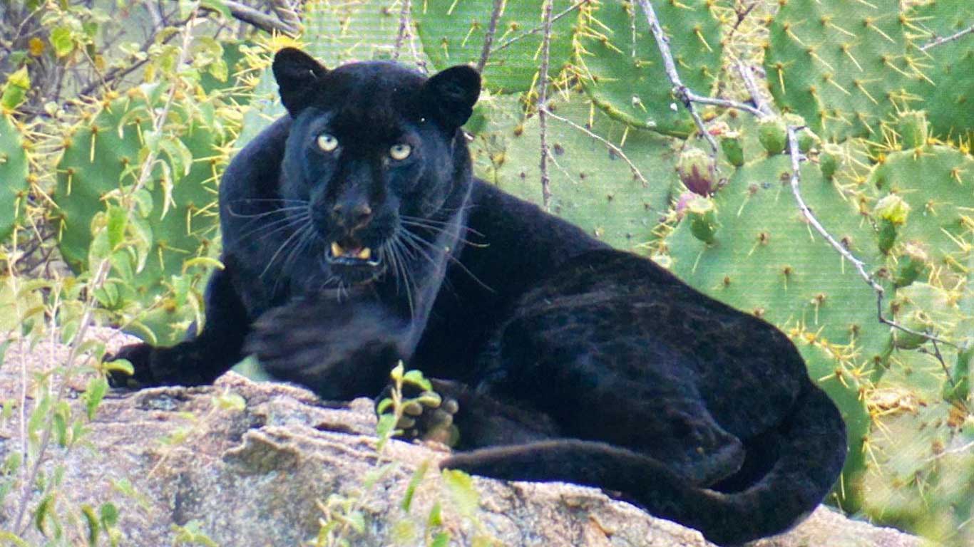 black leopard jul 2021