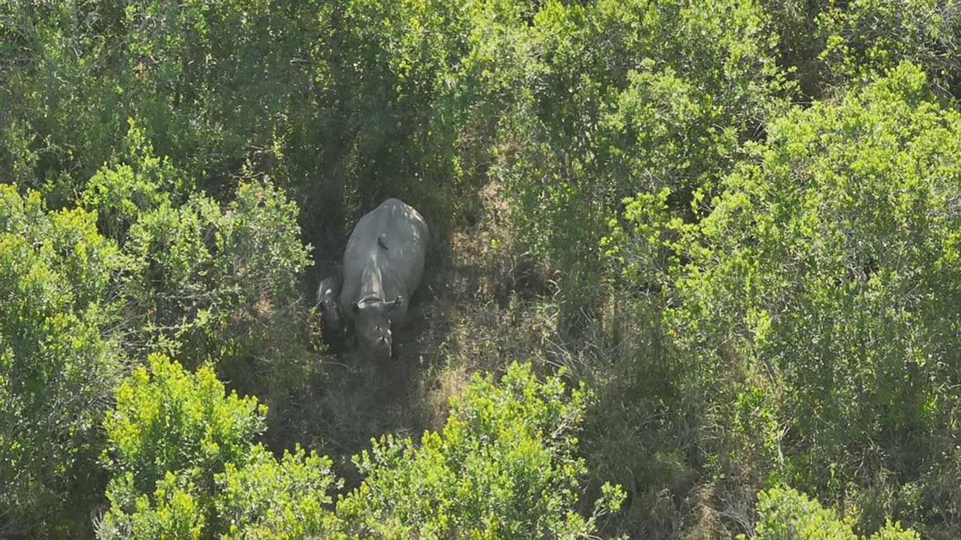 black rhino calf at Loisaba