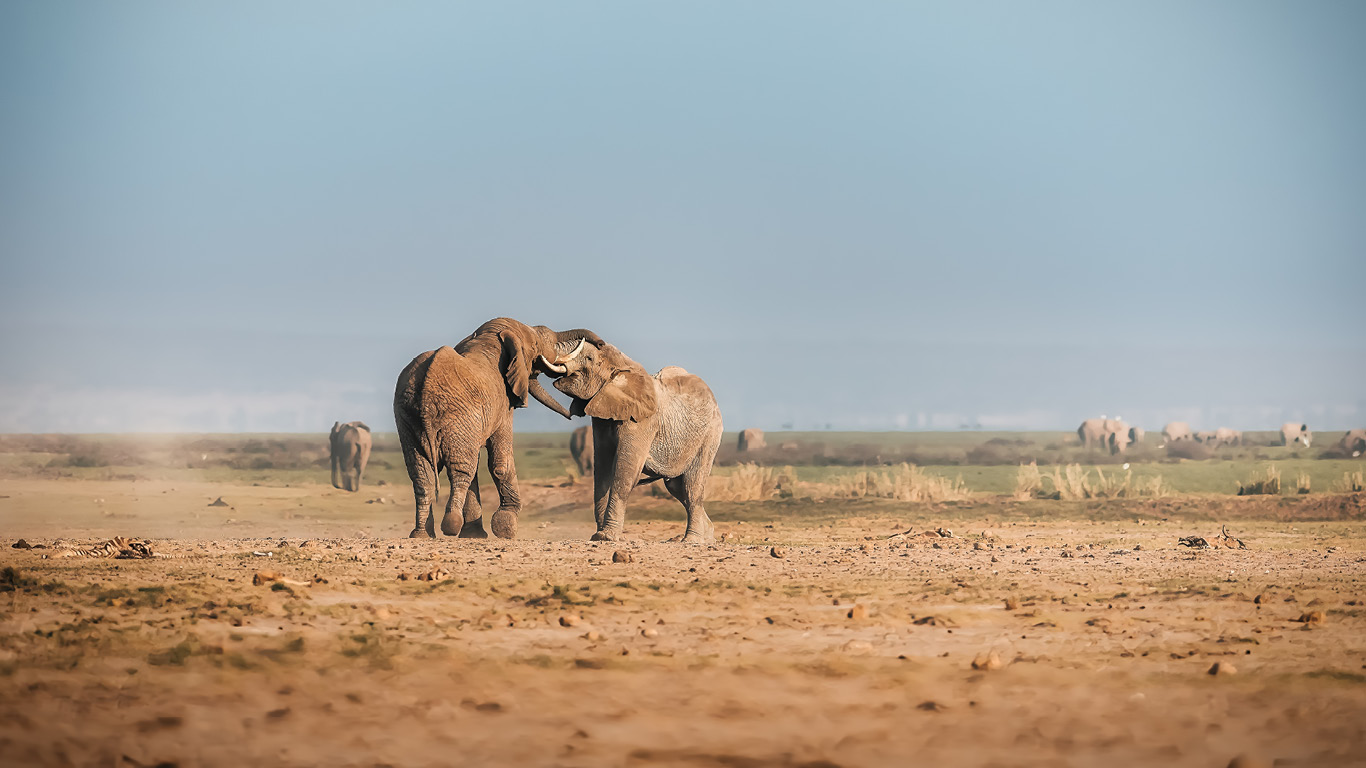 elephants in amboseli