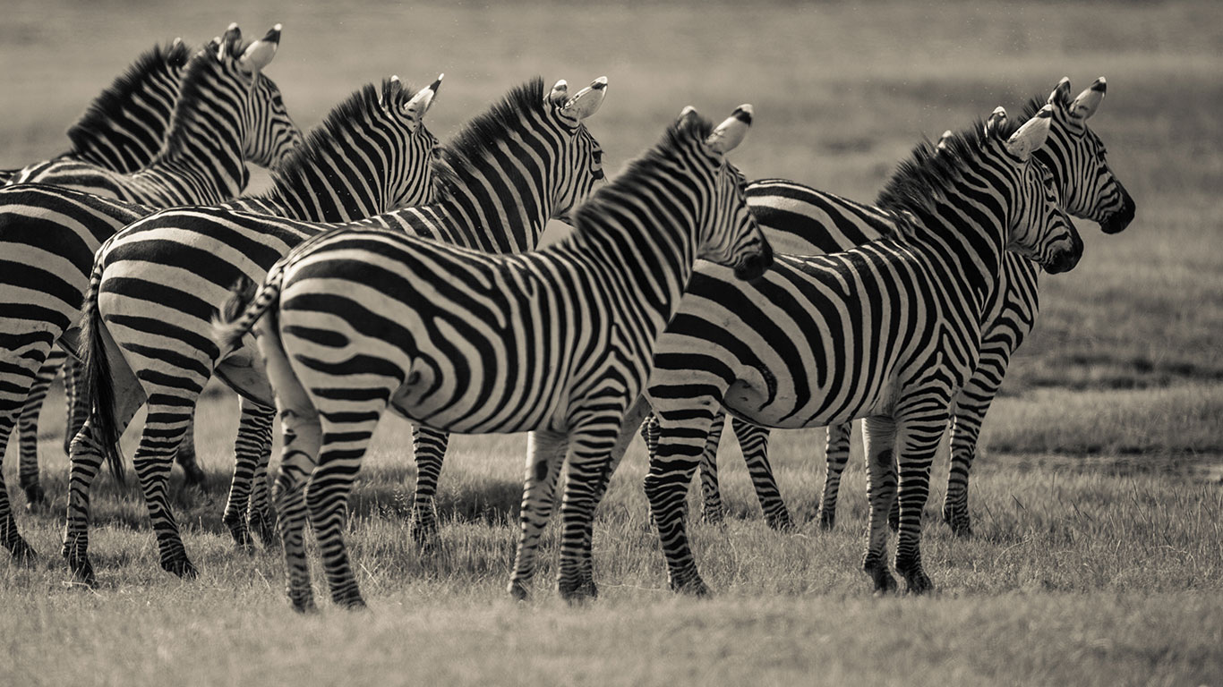 serengeti