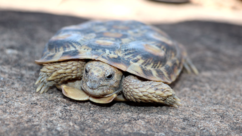 pancake tortoise lewa