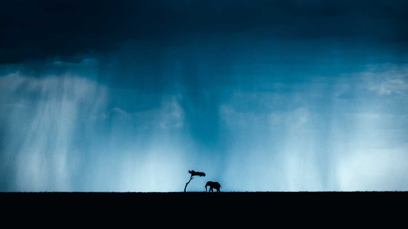 pieaerts masai mara 1