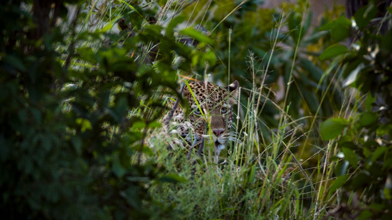 Serengeti Migration leopard