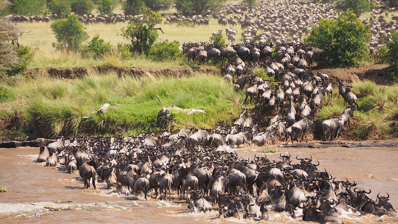 migration