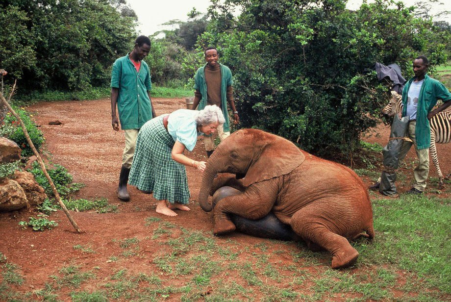 Dame Daphne Sheldrick
