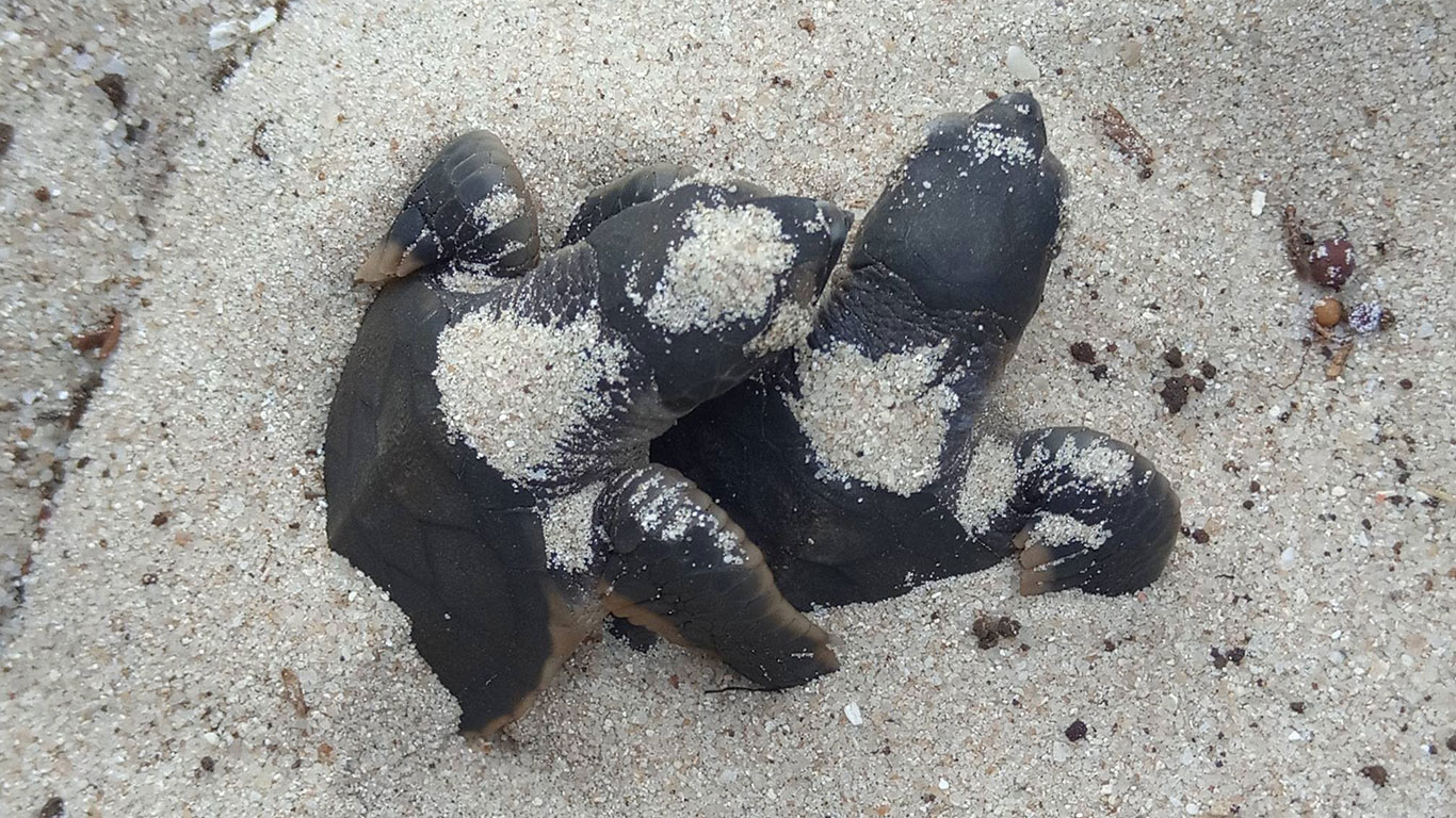 ACD turtle nests