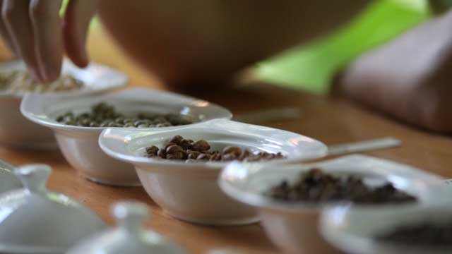 5-Coffee-plantations-get-certified-at-ACL--TMN