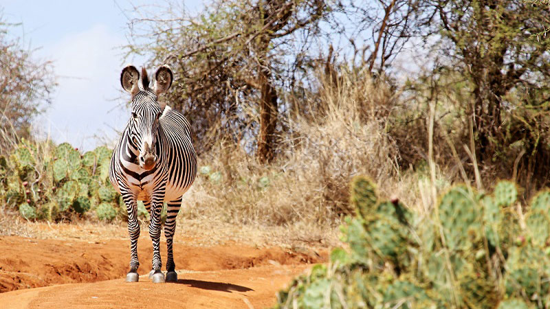Great Grevys Rally credit Lewa Wildlife Conservancy