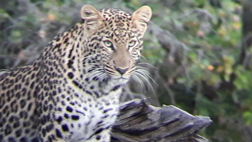 Taken by Godfrey Polonet Kinyaga in Lewa Wildlife Conservancy Leopard