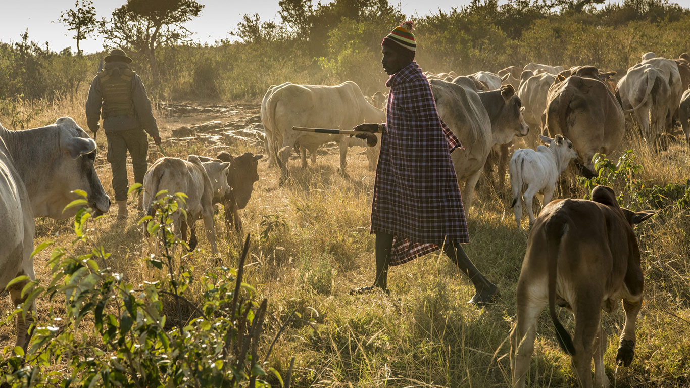 Herder in field with ranger