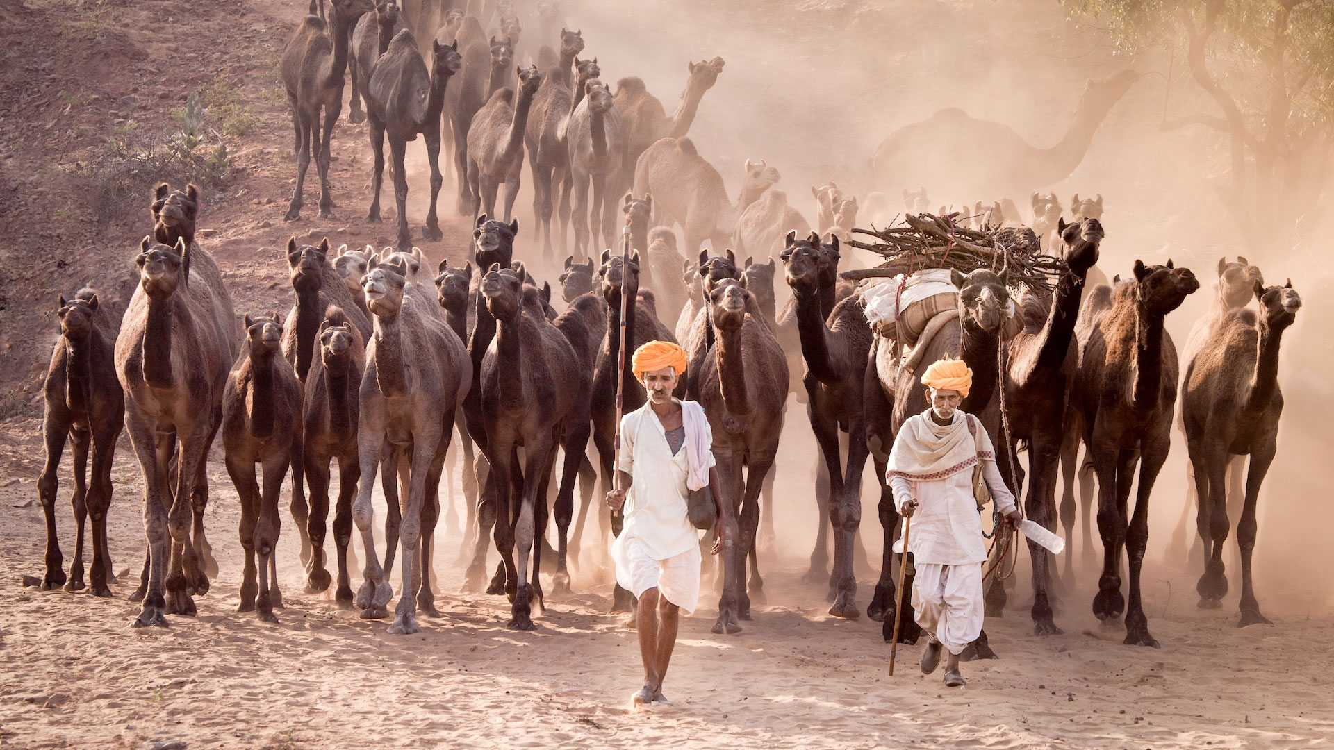 Alison Morris Pushkar-India February