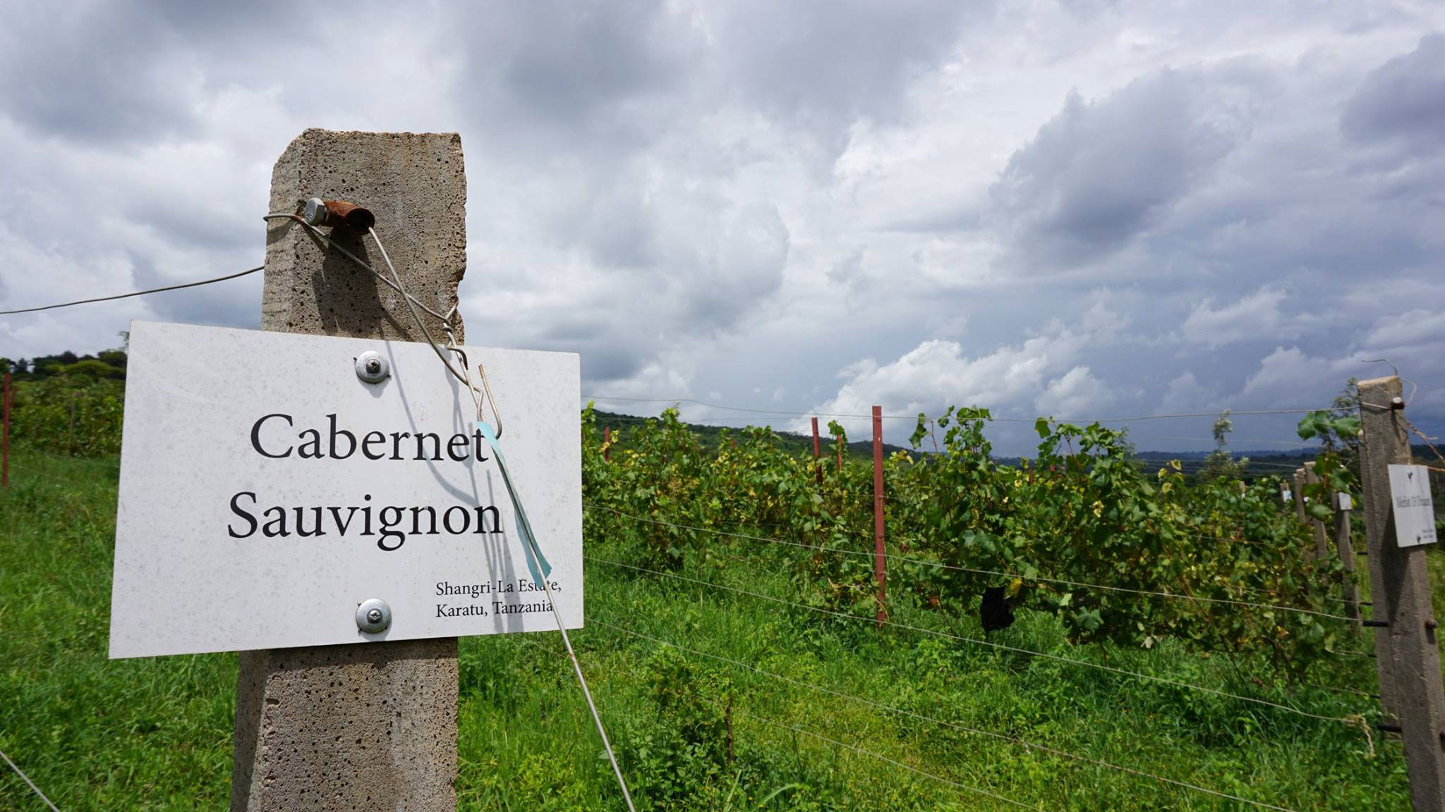 vineyards shangri la