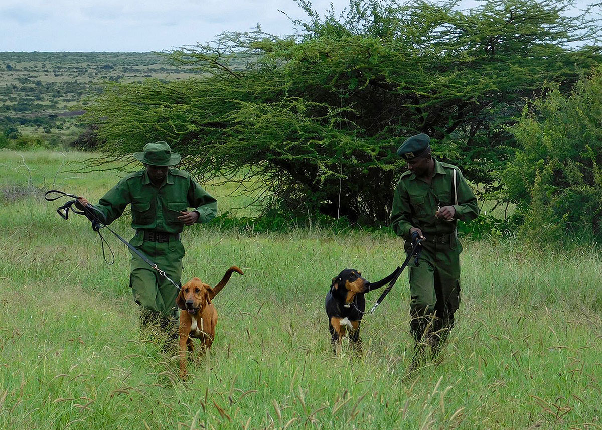 Loisaba-K9-Unit