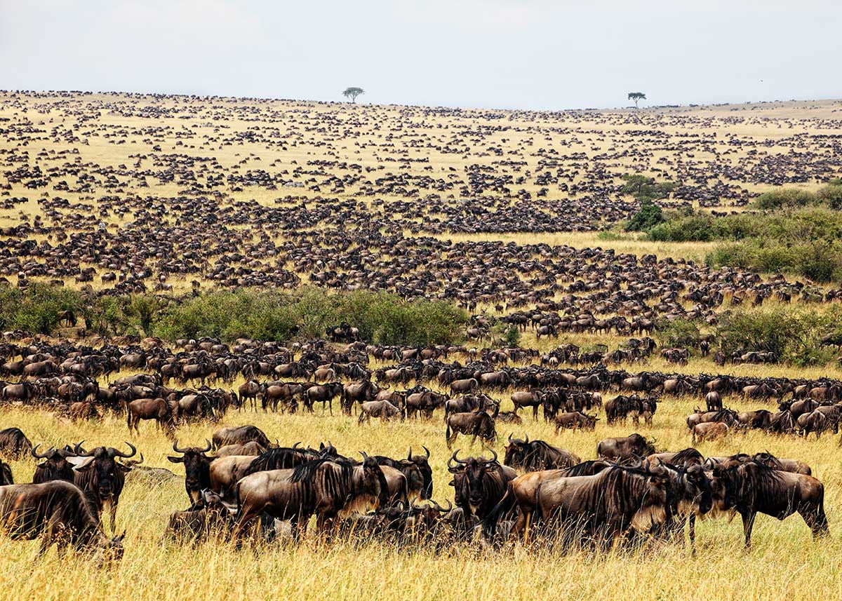 migration