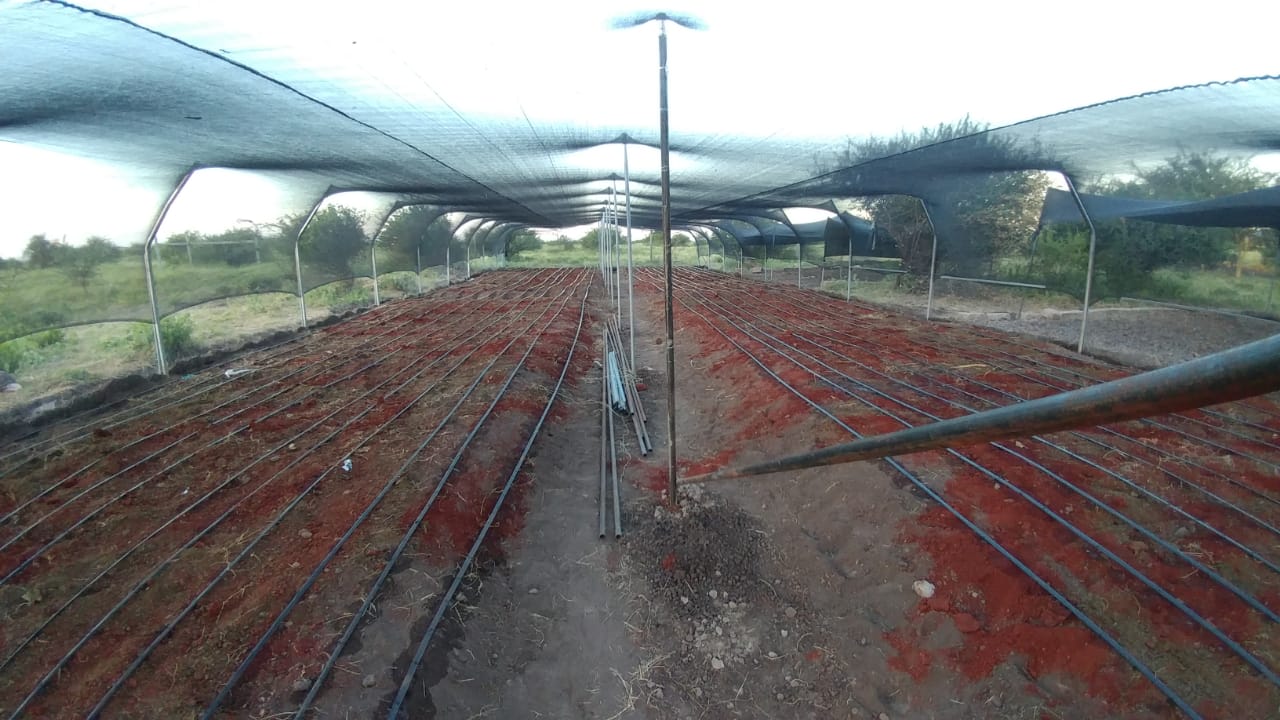 shamba
