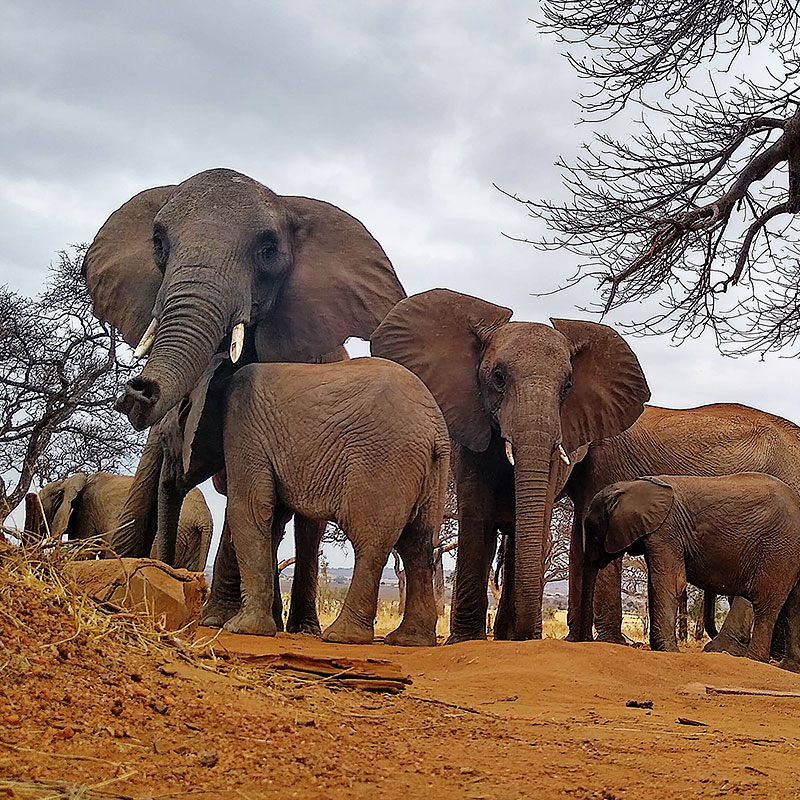 randilen waterhole views