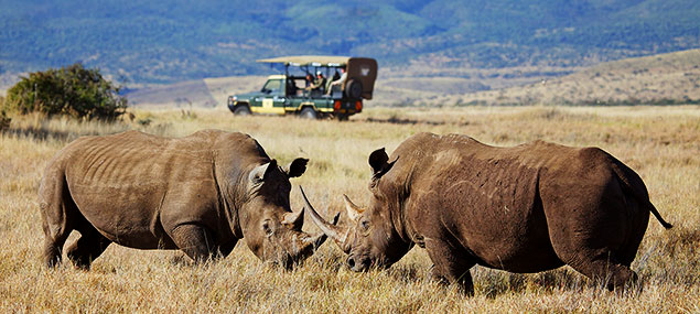 lewa-rhinos