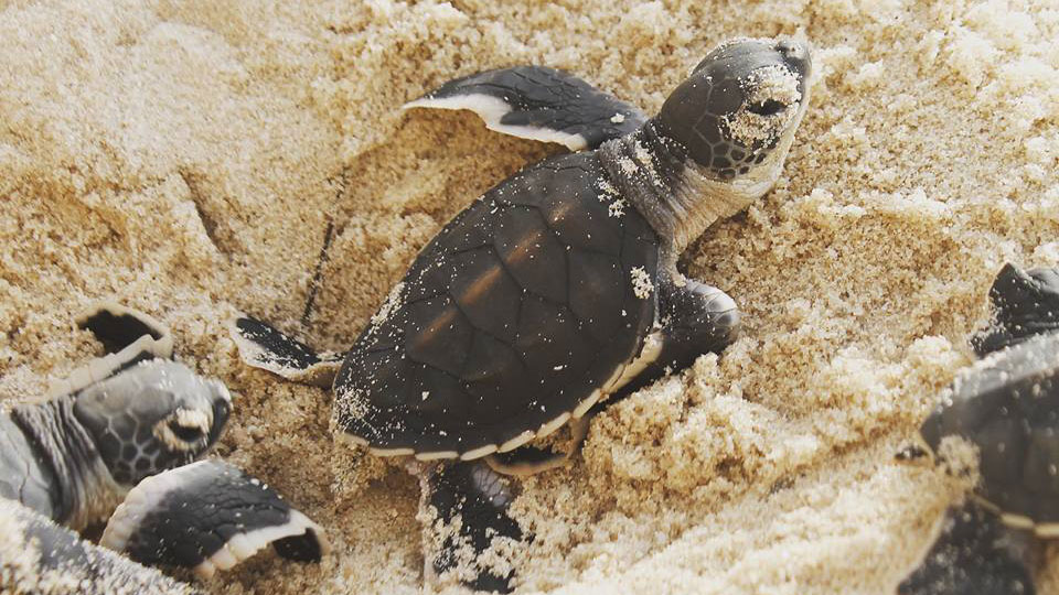 turtles