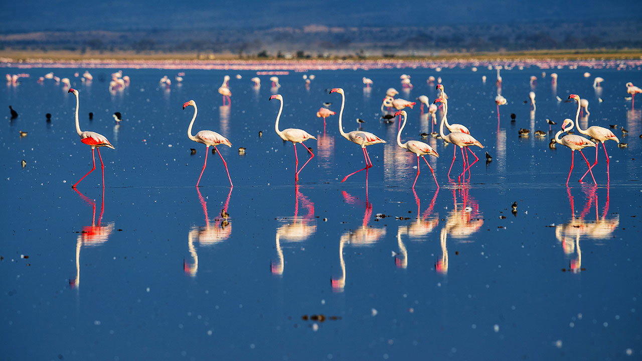 Flamingo Walking