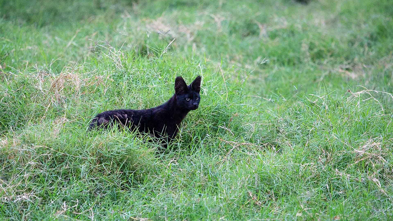 Melanistic Serval