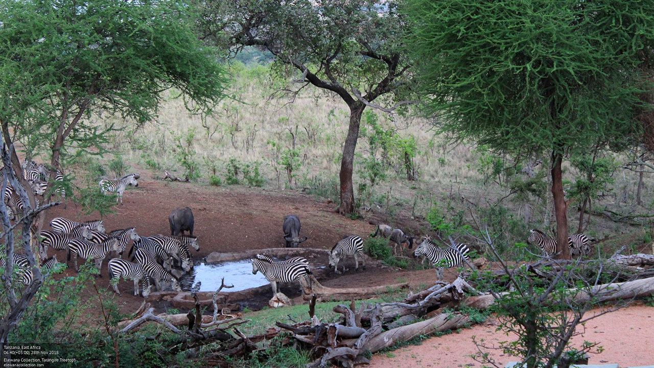tarangire watering hole