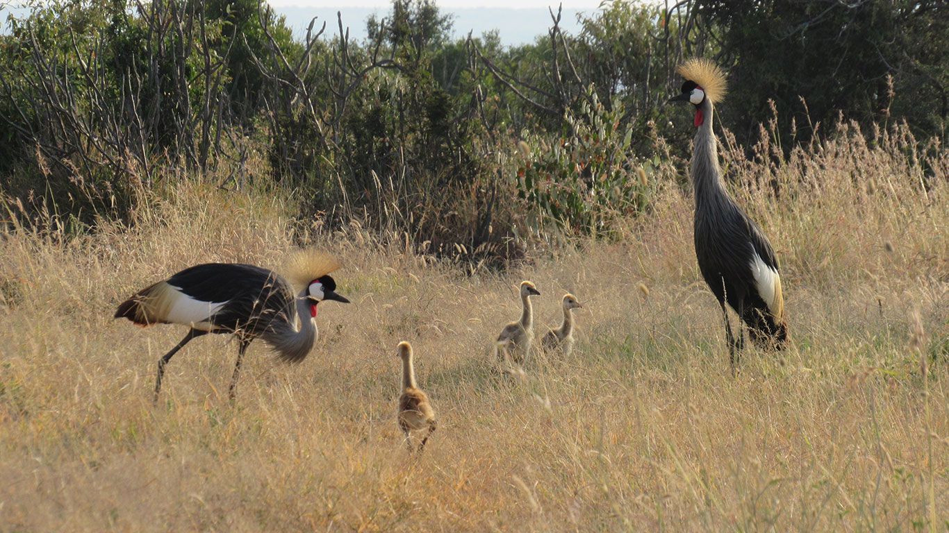 Grey Crowned Crane HC
