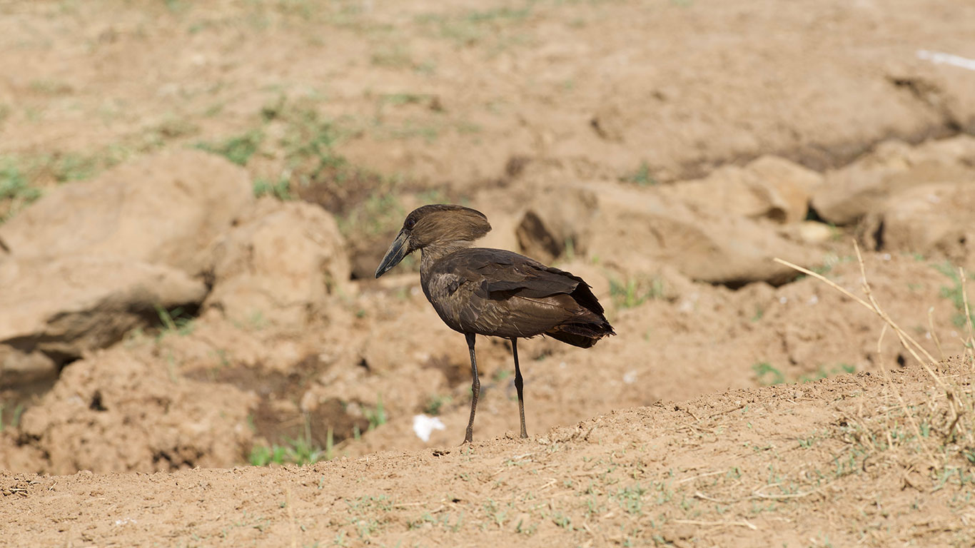 Hamerkop AB