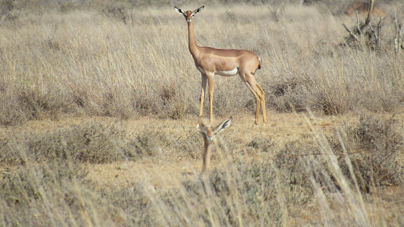 GERENUK