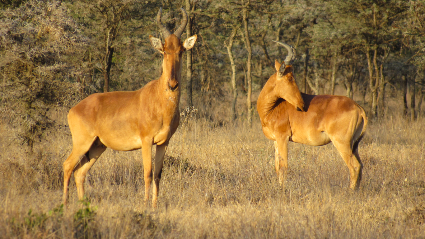 HARTEBEEST