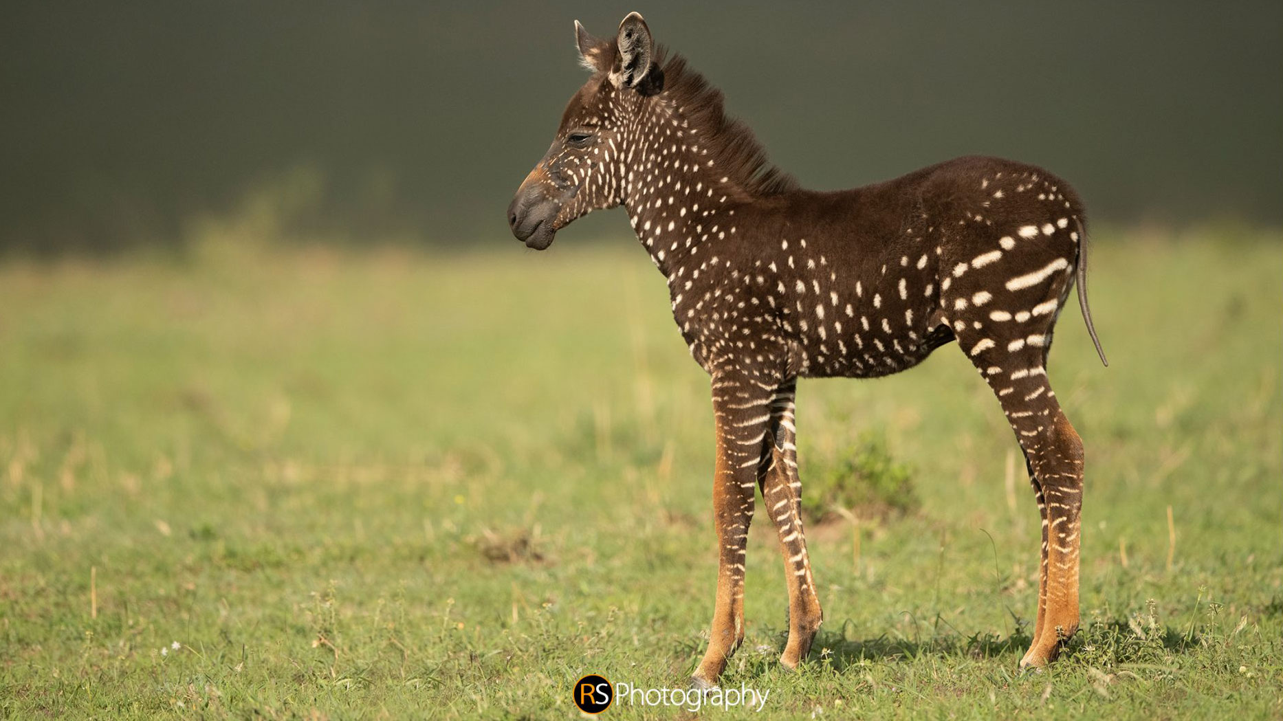 polka dot zebra