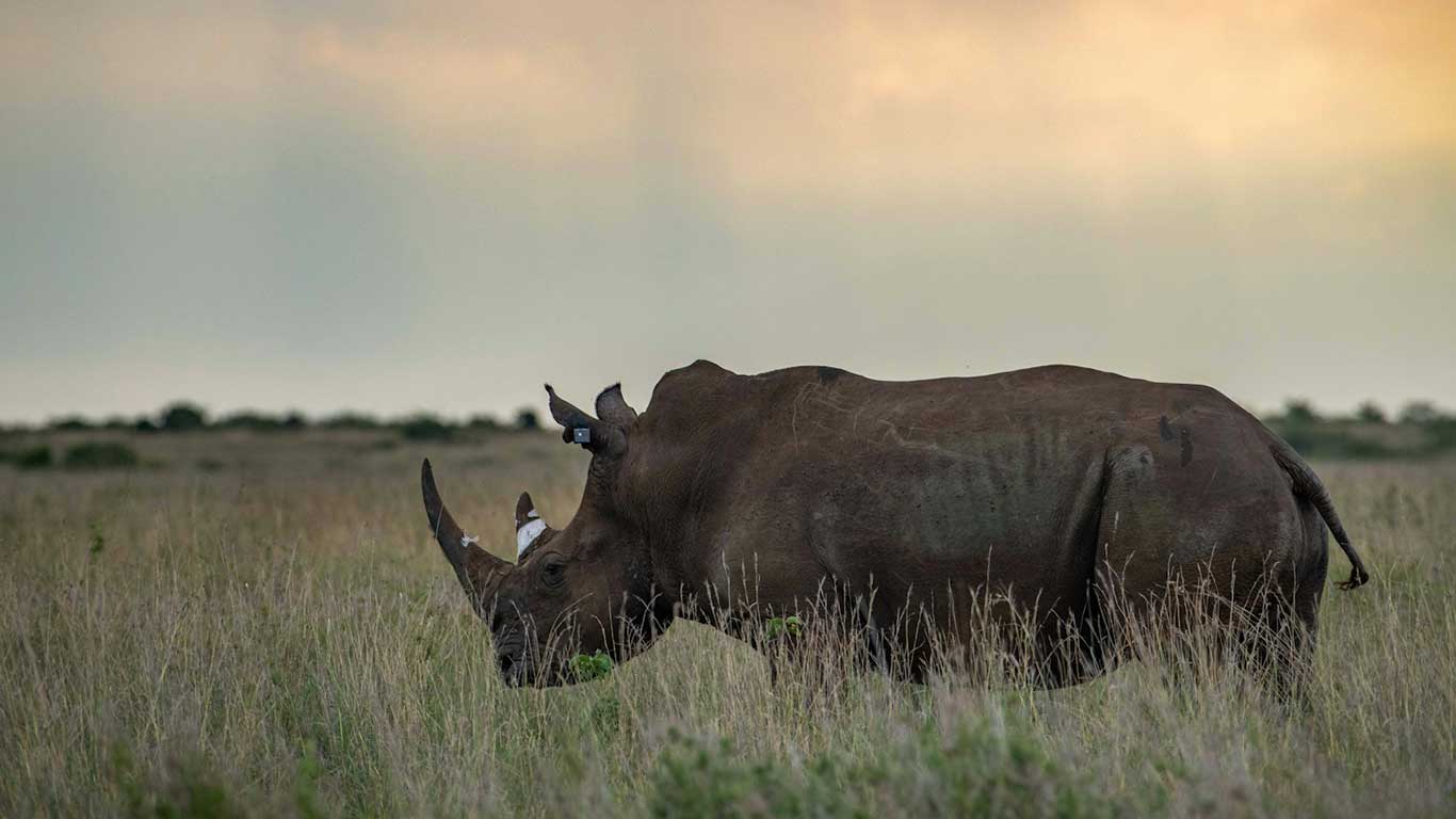 southern white rhinos were successfully translocated to Loisaba Conservancy